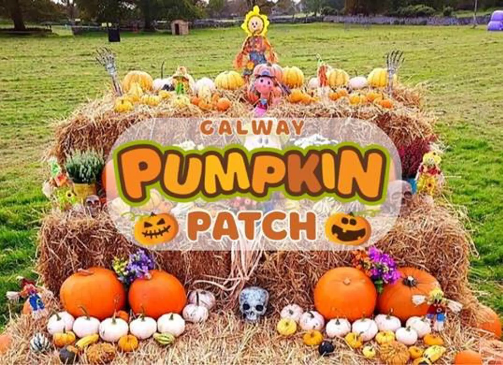 Galway Pumpkin Patch - Galway