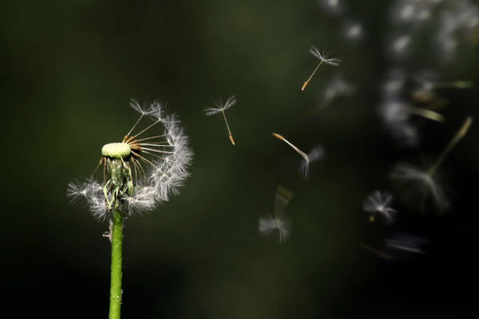Family Caring and Coping with Grief