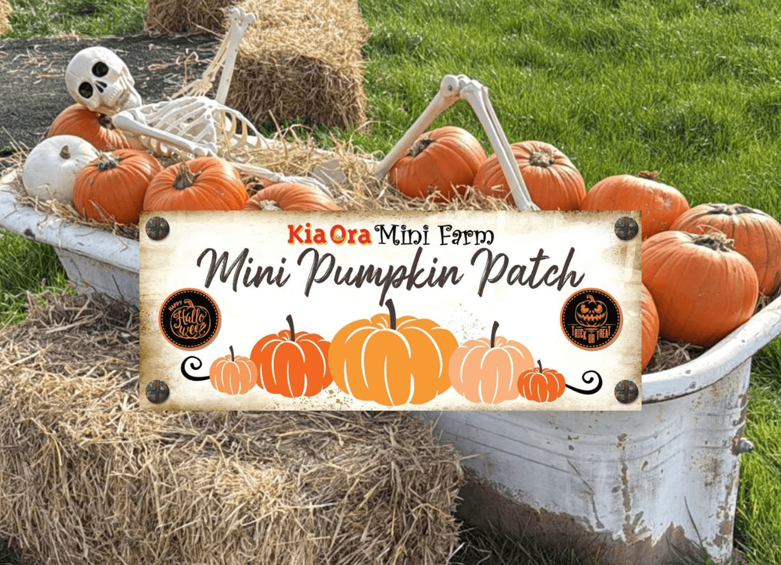 Kia Ora Mini Farm Mini Pumpkin Patch – Wexford